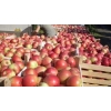 Продам яблоки 2017 года урожай